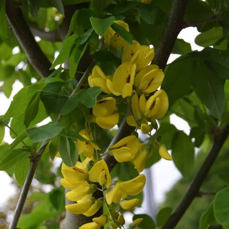 Laburnum x watereri 'Vossii' 8-10 S